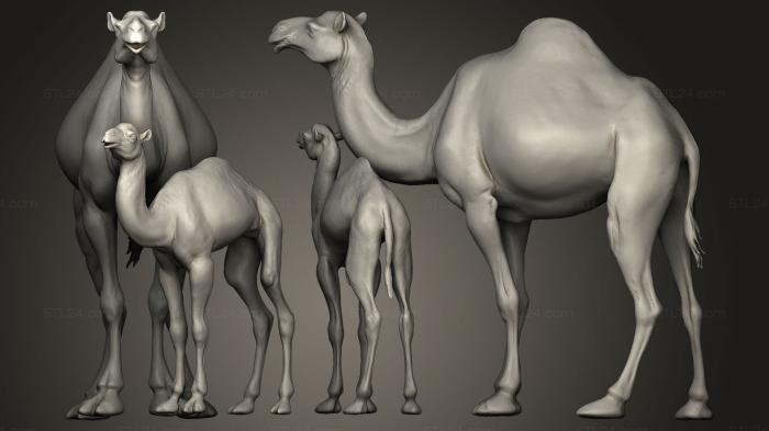 Animal figurines (Dromedary Camels, STKJ_0040) 3D models for cnc